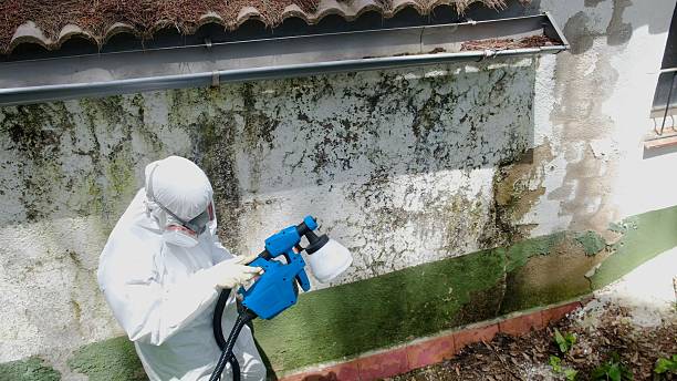 Trusted Crawl Space Mold Removal service in Brandamore, PA - Cheap Mold Removal